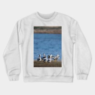 Quacking Currents Crewneck Sweatshirt